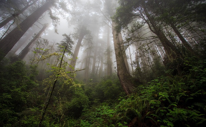 Misty Forest with Tall Trees 4K