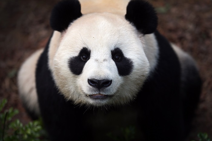 Giant Panda in 4K