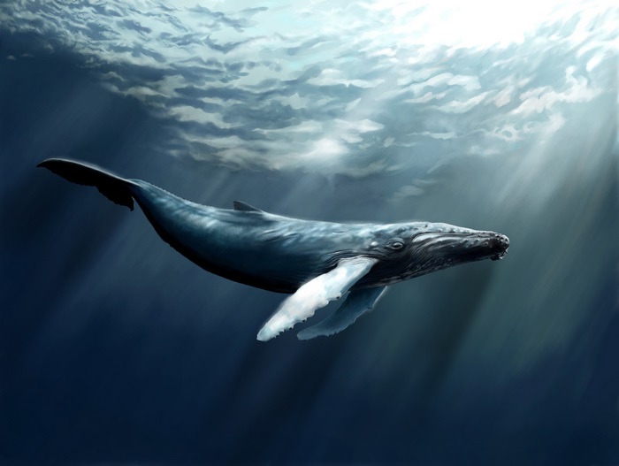 Whale 4K
