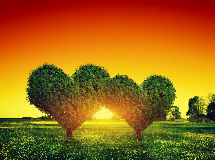 Heart-Shaped Trees at Sunset in 4K