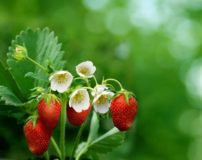 Fresh Red Strawberries with Blossoms in 4K