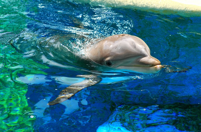 Dolphin swimming in blue water 4K
