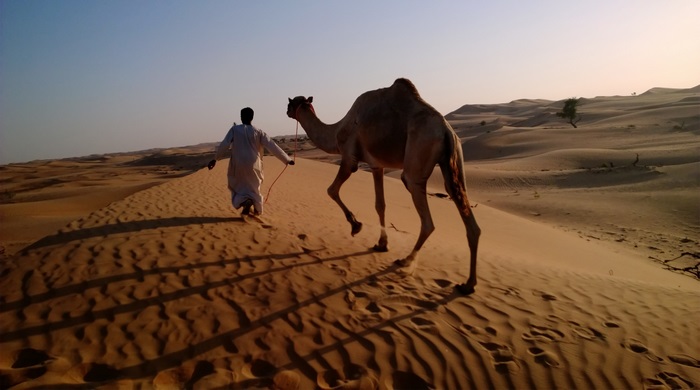 Camel and man in desert 4K