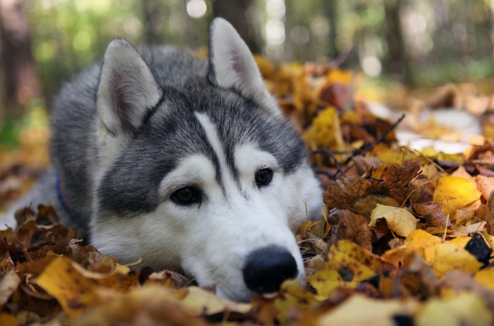 Husky dog lying in autumn leaves