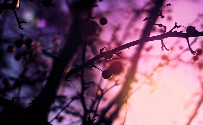 Silhouetted branches with berries against purple and pink sky