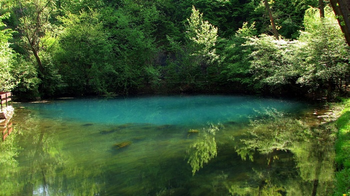 Blue spring surrounded by lush green trees