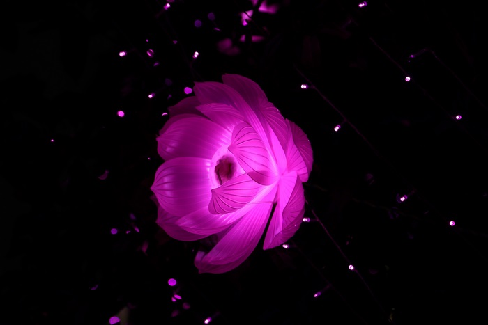 Glowing Pink Lotus Flower with Lights 4K