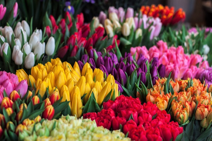 Tulips in various colors
