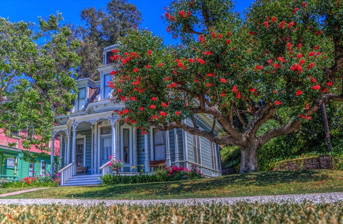 4K HDR Victorian House with Large Flowering Tree