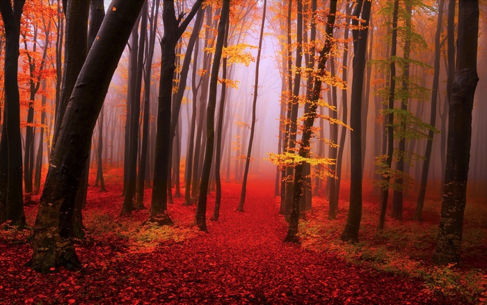 Forest with red leaves and fog 4K