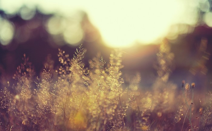 Sunlight filtering through tall grass in a meadow