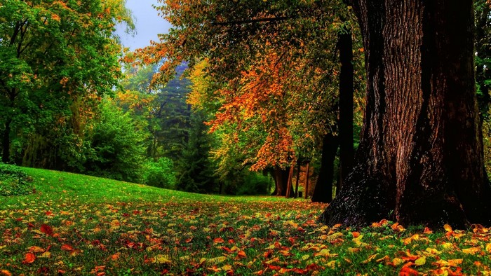 Autumn Forest Scene with Colorful Leaves