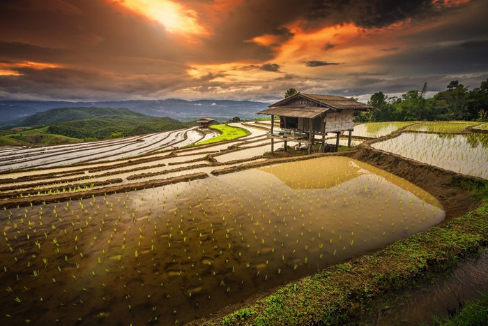Rice paddy terraces with a hut at sunrise in Thailand