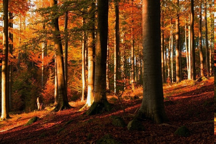 Autumn forest with sunlit trees and fallen leaves