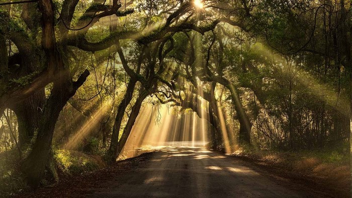 Sun rays through oak trees on a dirt road