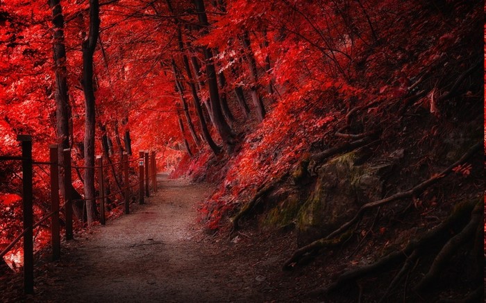 Path through a red forest in autumn
