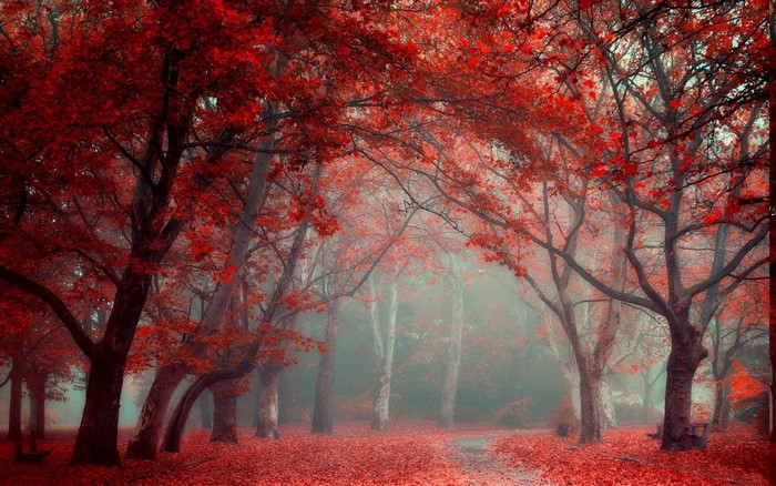 Red forest path in mist