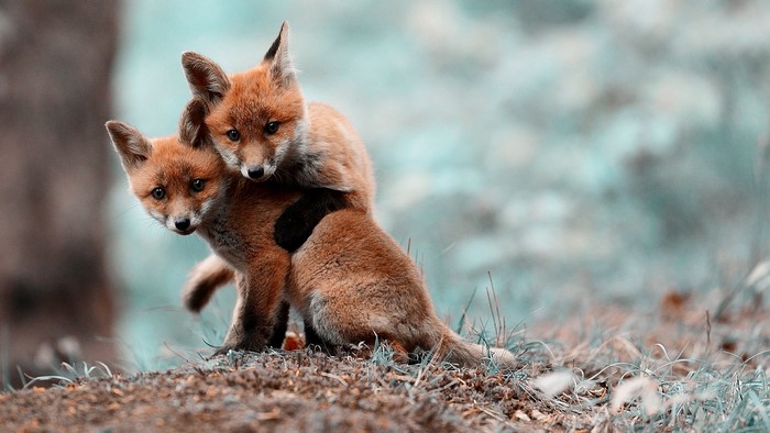 Two baby foxes playing together