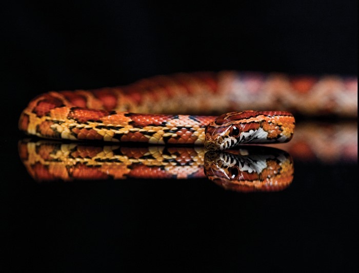 Corn snake with orange and red patterns on black background
