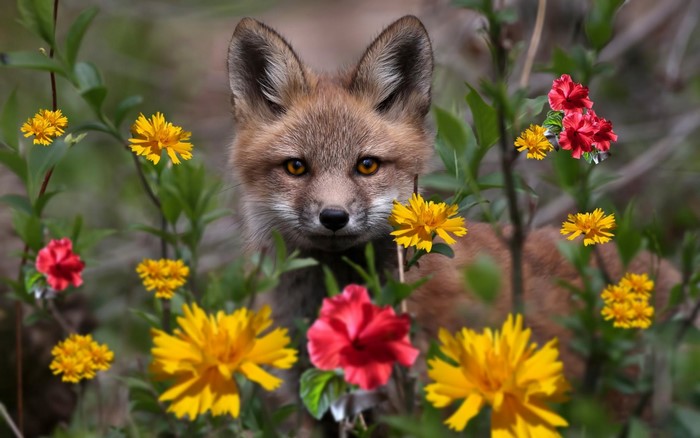 A fox cub peeks through flowers