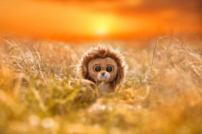 Plush lion toy in tall grass at sunset