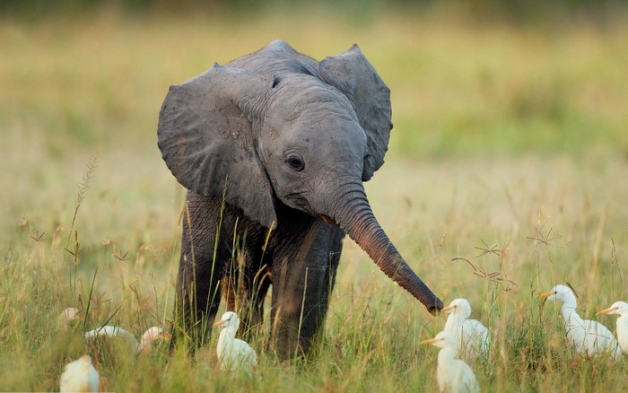 Baby elephant with egrets in a grassy field