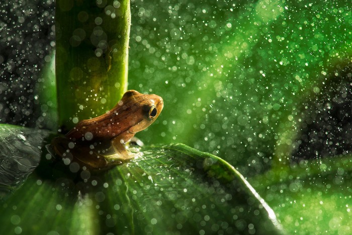 Small frog sitting on a wet leaf in the rain