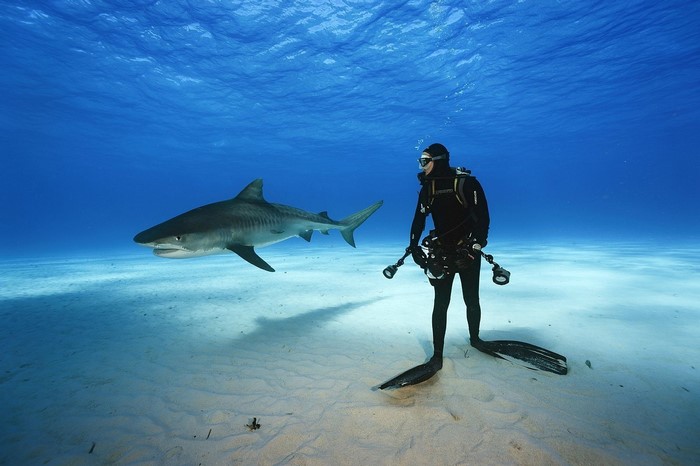 Tiger shark and diver underwater