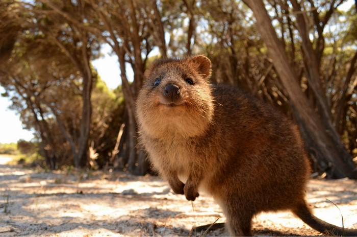 Quokka smiling in a forest on a sunny day