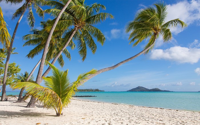 Palm trees on a tropical beach in Bora Bora