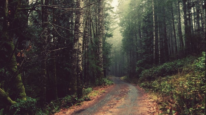 A dirt road winds through a misty forest.
