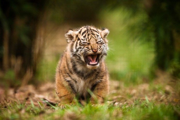 Baby tiger cub yawning in grass