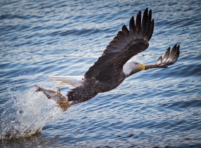 Bald eagle catches a fish in the water