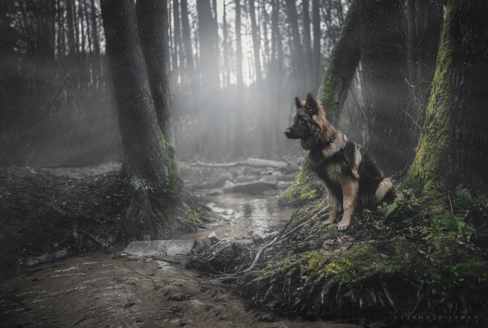 German Shepherd dog sitting by a stream in a misty forest