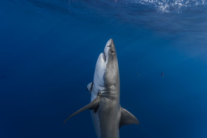 Great white shark swimming in deep blue ocean