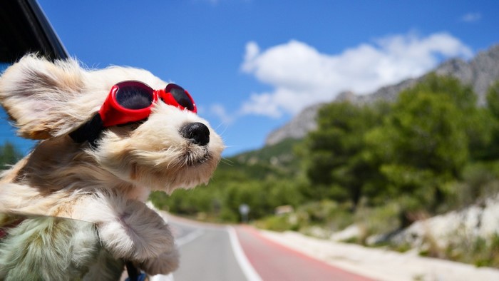 Dog wearing goggles in a car on a road