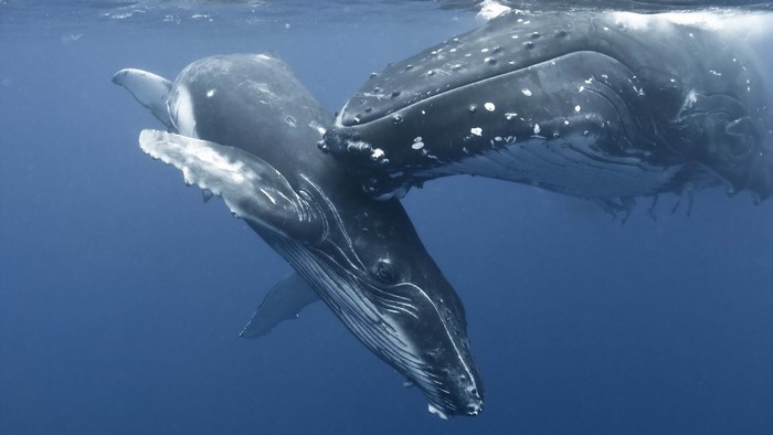 Two humpback whales swimming underwater