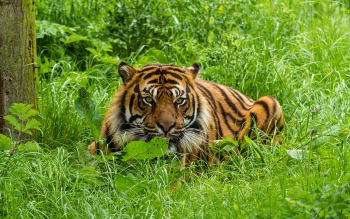 Majestic Tiger Resting in Green Grass