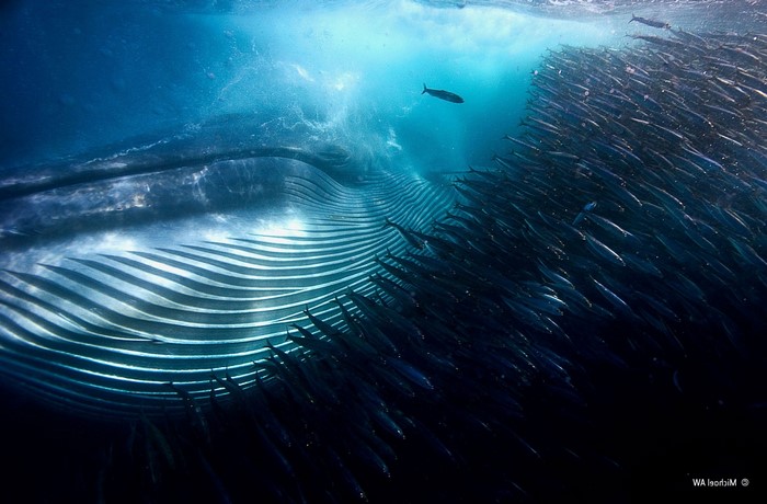 Whale feeding on a shoal of fish underwater