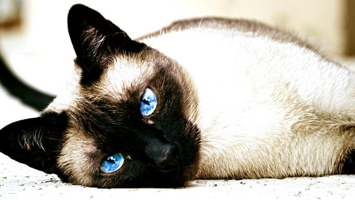 Siamese cat with bright blue eyes lying down