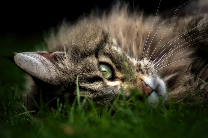 Close-up of a Maine Coon cat lying in grass