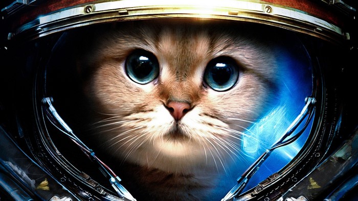 Cat in a Starcraft II Astronaut Helmet