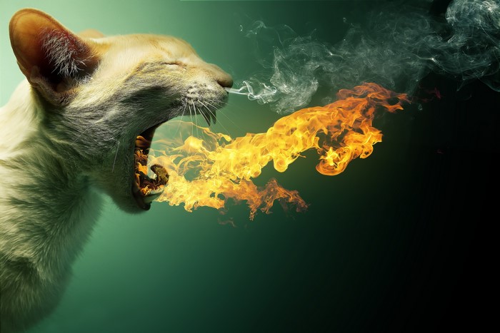 Cat breathing fire and smoke