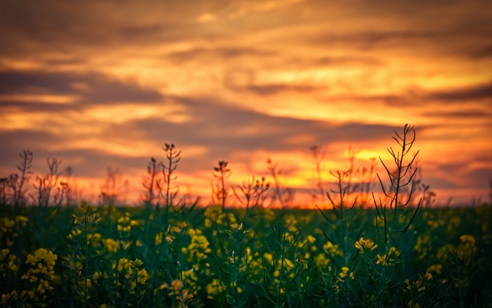 Yellow flowers in a field at sunset