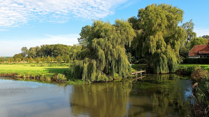 Weeping willow trees by a calm pond and a house