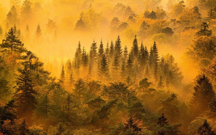 Misty forest landscape with autumn trees at sunrise