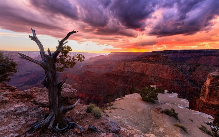 Grand Canyon at Sunset with Dead Tree