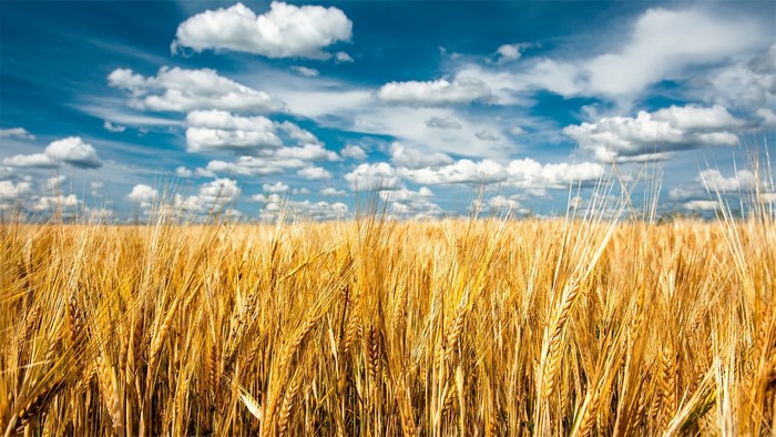 Golden wheat field under a blue sky with clouds