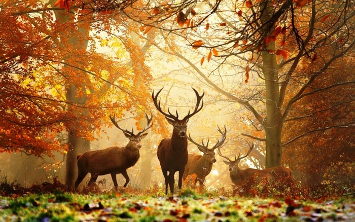 Majestic Deer in Autumn Forest