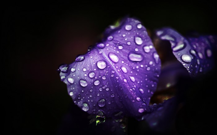 Purple flower petals with water drops macro shot